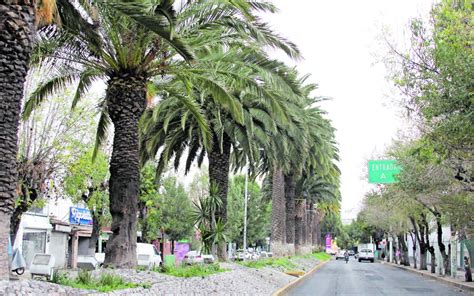 Pachuca Realizaron Monitoreo Fitosanitario En Palmera De Avenida