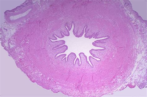 Normal Histology