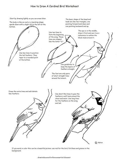 Free How To Draw Cardinal Worksheet