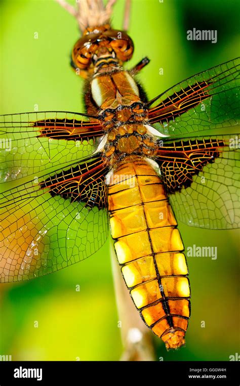 The Body Of A Broad Bodied Chaser Dragonfly Uk Stock Photo Alamy