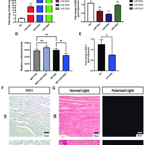 Mir P May Regulate Atrial Fibrosis By Targeting The Expression Of