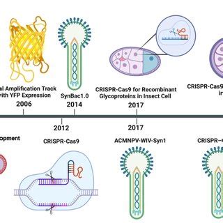 Evolution Of Baculovirus Expression Vector System Bevs Multibac