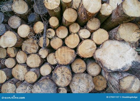 Pile Of Freshly Sawn Logs Stock Image Image Of Piles