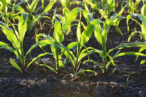 The Complete Guide to Growing Corn in Containers - Garden and Happy