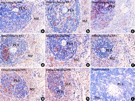 The Distribution Of Cd8⁺ Lymphocytes And Cd8 Expression In Rat Spleens Download Scientific