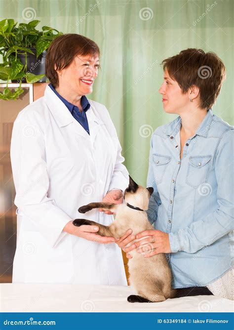 Veterinarian Checking The Health Of Cat Stock Photo Image Of