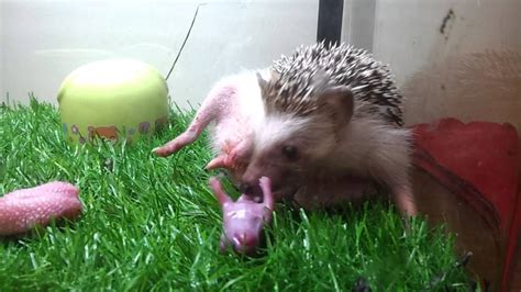 Hedgehog Giving Birth With Images Hedgehog Pet Hedgehog