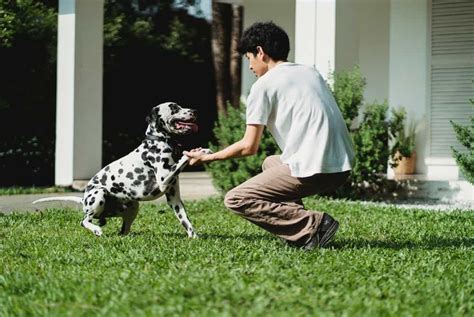 Dalmatian: Dog breed characteristics & care