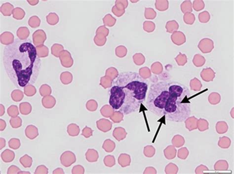 Leukocytes Lab Flashcards Quizlet