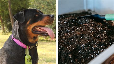 Las Heces De Tu Perro Pueden Servir Para Hacer Composta UNAM Explica