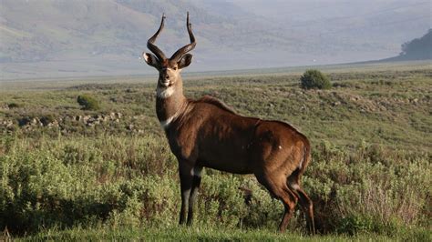 The Mountain Nyala of Ethiopia. – The Conservation Imperative