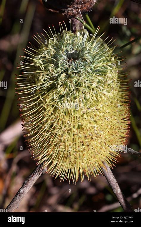 Fern Leaf Banksia Plant In Flower Stock Photo Alamy