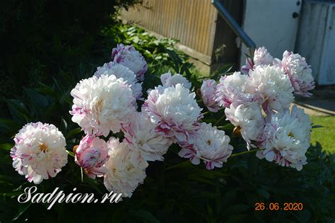 Пион Кэнди Страйп (Paeonia Candy Stripe)