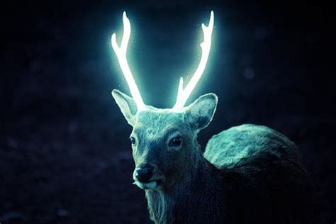 5 Free Glowing Antlers And Deer Photos Pixabay