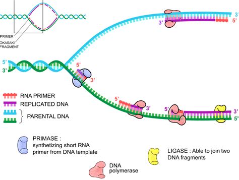 Dna Replication Drawing At Explore Collection Of Dna Replication Drawing