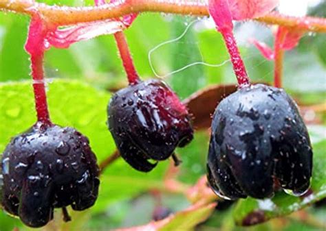 Gaultheria Shallon Salal Berry Edible Ornamental Rare 10 Seeds - Etsy