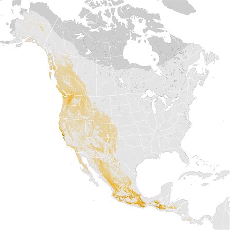 Townsend S Warbler Abundance Map Post Breeding Migration Ebird Status And Trends