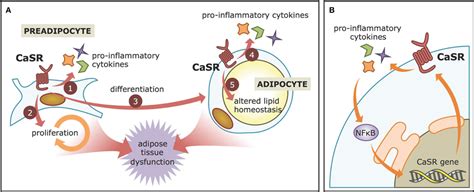 Frontiers Calcium Sensing Receptor As A Novel Mediator Of Adipose