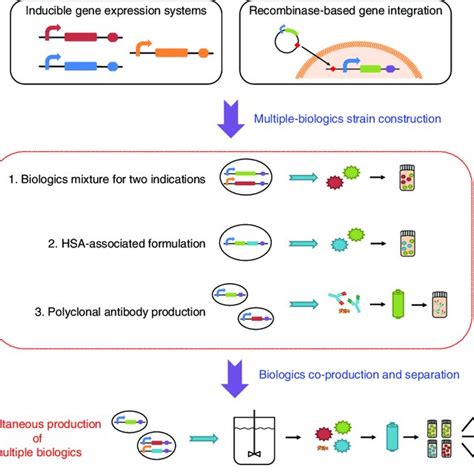 Integrated Synthetic Biology Platform For Versatile Biologics