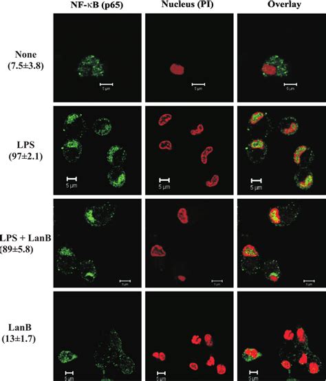 Fig S Actin Disruption By Lanb Does Not Affect Lps Induced P