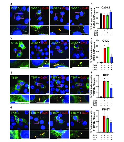 Co Expression Of Keratinocyte Connexins Partially Restores Cx30 3