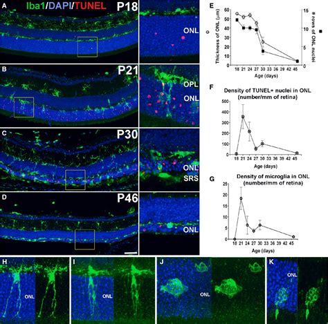 Microglial Phagocytosis Of Living Photoreceptors Contributes To