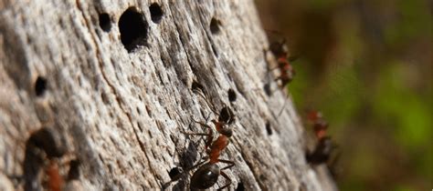 Carpenter Ants vs Fire Ants—Which is Which? | ABC Blog