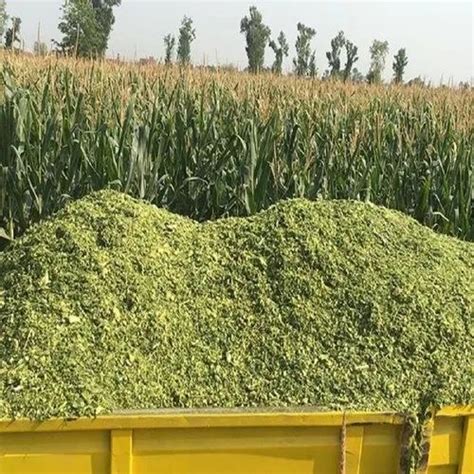 Corn Silage Packaging Type Hdpe Bag Packaging Size 50 Kg At Rs 8