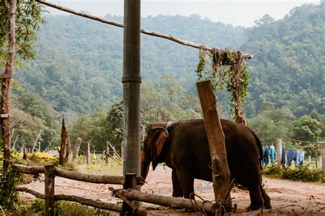 Elefanten Reiten In Thailand Ein Erfahrungsbericht