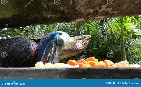 A Large Cassowary Eating Fruit in the Cage of Ragunan Zoo Editorial ...