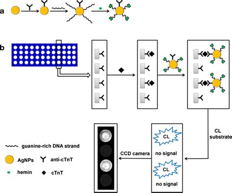 Schematic Diagram Of A Preparation Of Dnazyme Ab Agnps And B The