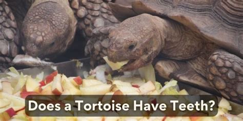 How To Trim A Tortoise Beak A Complete Guide Tortoise Website