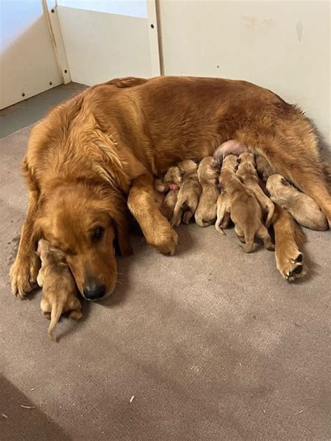 Knisley Goldens Golden Retriever Puppies For Sale In Malcolm NE