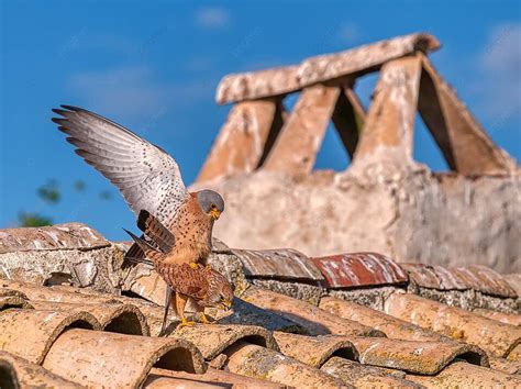 Fondo Cernícalo Primilla Especies Macho Y Hembra Falco Naumanni Caza