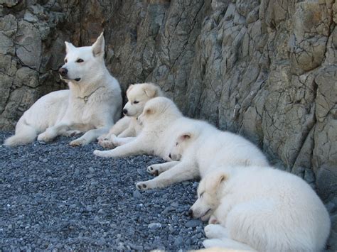 Wolf Hybrid Newborn White German Shepherd Puppies