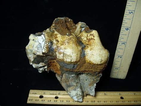 Fossilized Mastodon Molar Partial 062123m The Stones Bones