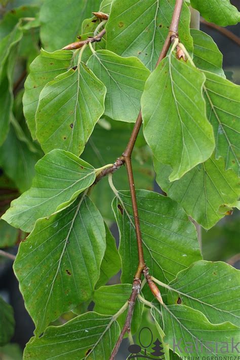 Fagus Sylvatica Pendula Buk Pospolity