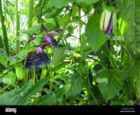 Royale Botanic Garden Hi Res Stock Photography And Images Alamy