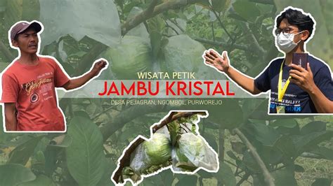 PETIK BUAH SEGAR JAMBU KRISTAL AGROWISATA DESA PEJAGRAN PURWOREJO