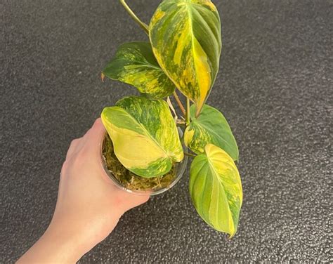 Rare Houseplant Highly Variegated Micans Aurea Active Growth Whole Plant Etsy