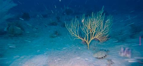 Seabed Habitats And Their Associated Biodiversity AIMS