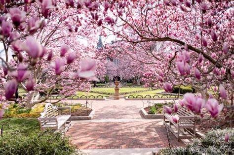 How To Guide Saucer Magnolias At The Smithsonian Castle