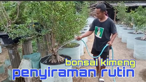 Penyiraman Rutin Bonsai Kimeng Youtube