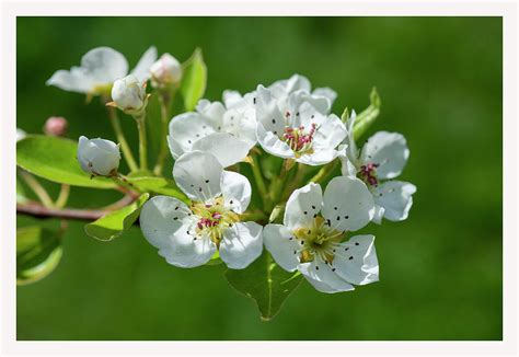 Pear Tree Blossoms Photograph by Diane Lindon Coy - Fine Art America