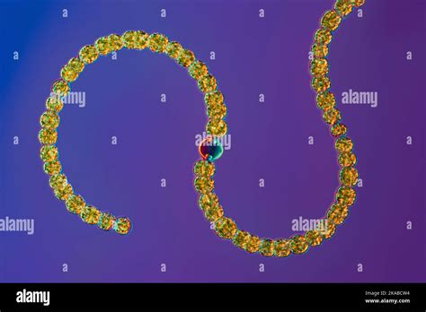 Anabaena Sp Cyanobacteria Light Micrograph Stock Photo Alamy