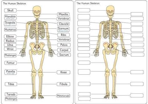 Human skeleton diagram