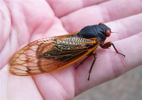 28 Best Fun Facts About Cicadas - Facts.net