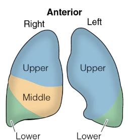 Assessing The Respiratory System Chapter Flashcards Quizlet