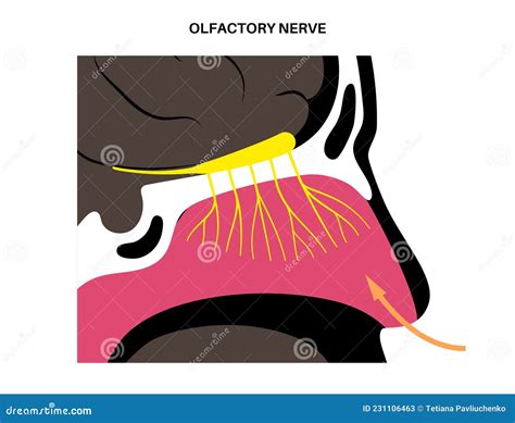 Olfactory Nerve Anatomy Stock Vector Illustration Of Brain