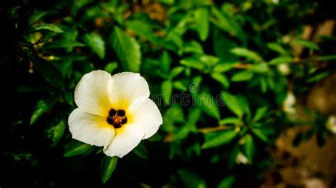 Beautiful Turnera Subulata Or White Buttercup Flower Plant Are Blooming